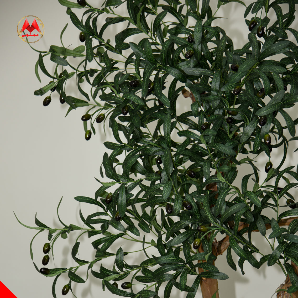 درختچه زیتون با گلدان سفالی مشکی و تنه طبیعی | مدل وارداتی - تصویر 4