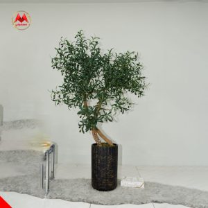 درختچه زیتون با گلدان سفالی مشکی و تنه طبیعی | مدل وارداتی