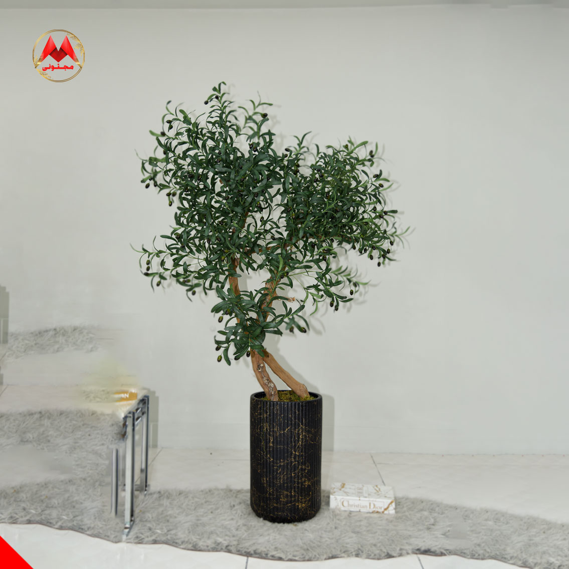 درختچه زیتون با گلدان سفالی مشکی و تنه طبیعی | مدل وارداتی